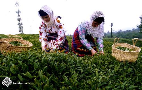 کام تلخ چای ایرانی