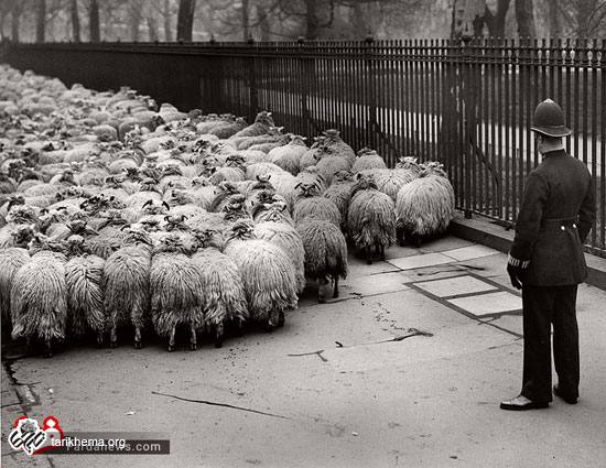 زمانی که لندن چراگاه گوسفندان بود