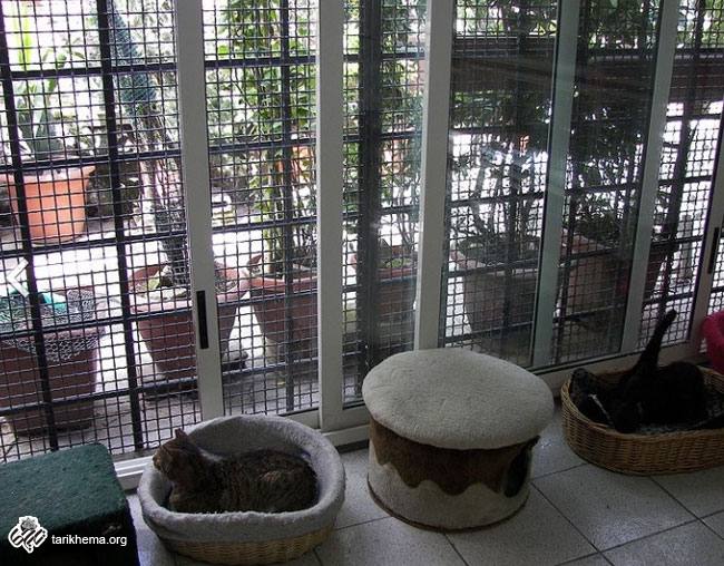 آرامگاه ژولیوس سزار، پناهگاهی برای گربه ها