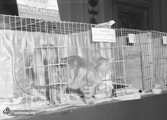 سال ۱۳۱۶ نمایشگاه گربه‌ایرانی در شیکاگو