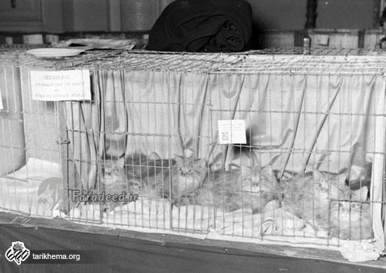 سال ۱۳۱۶ نمایشگاه گربه‌ایرانی در شیکاگو