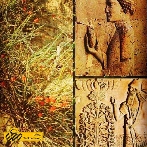 گیاه هوم در ایران باستان