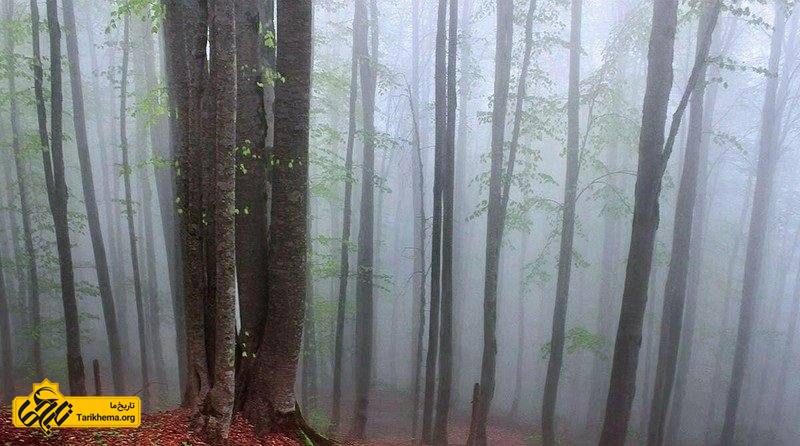 فضای مه آلود و افسانه‌ای جنگل راش سواد کوه