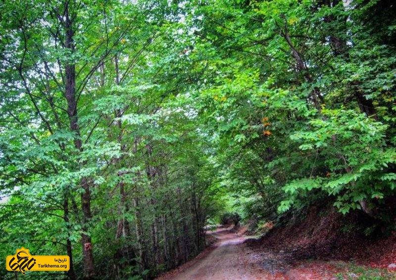 جاده جنگلی پر از درختان بلوط که به دهکده ییلاقی مازیچال می رسد، بسیار سرسبز و تماشایی است.