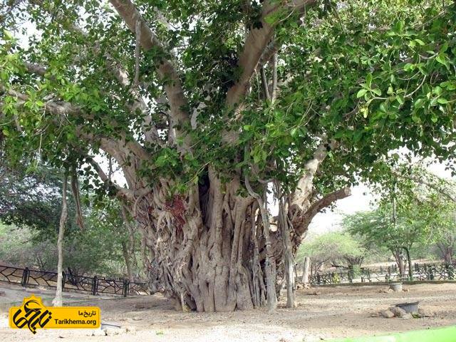 تصویر درخت آرزوها 600 ساله کیش