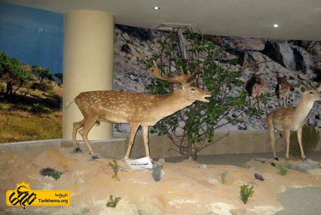 موزه تاریخ طبیعی اردبیل