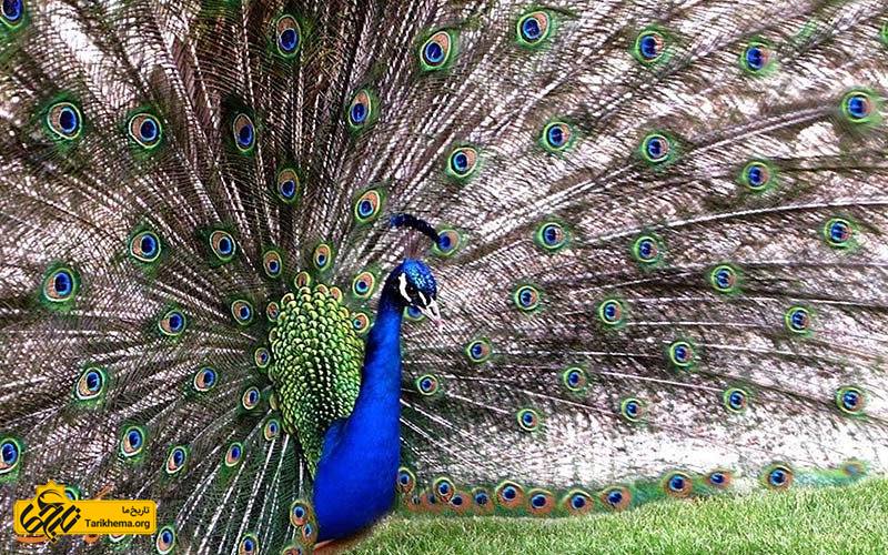 طاووس در باغ پرندگان اصفهان