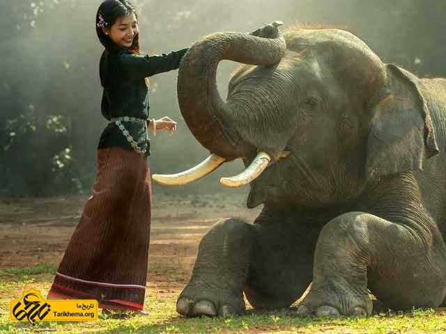 فیل، یک ابزار جنگ در تایلند باستان!