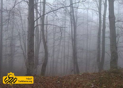 جنگل مه آلود پاسند