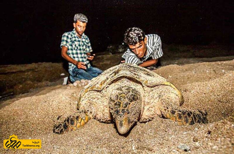 ساحل لاکپشت ها در قشم