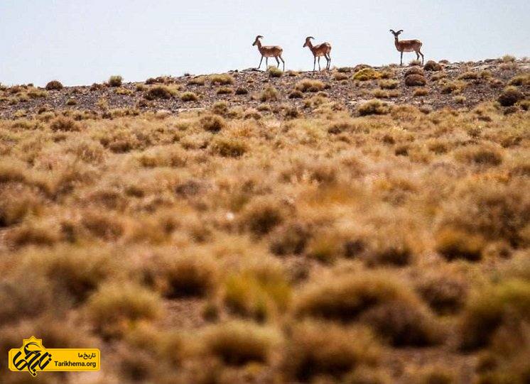 پارک ملی و پناهگاه حیات وحش قمیشلو