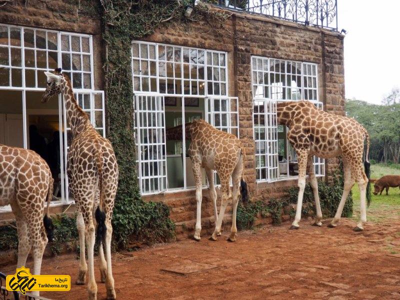 هتل زرافه مانور کنیا