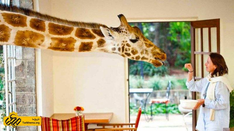 هتل زرافه مانور کنیا