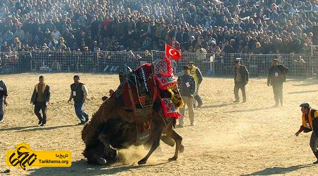 مسابقه کشتی شترها در ترکیه