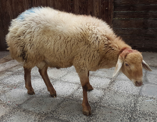 قربانی کردن گوسفند زنده در ایران