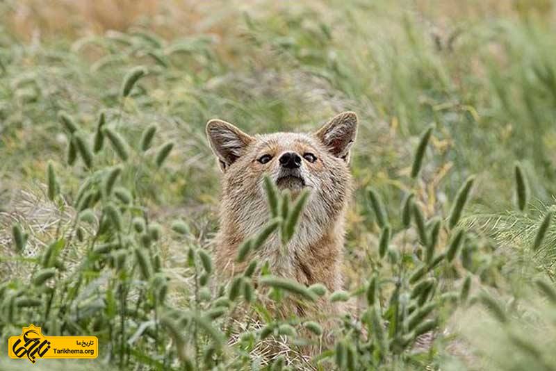 روباه خاکستری و حسات وحش پارک ملی کرخه