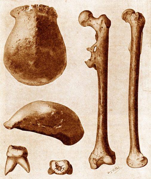 قدیمی‌ترین فسیل‌های انسانی جهان