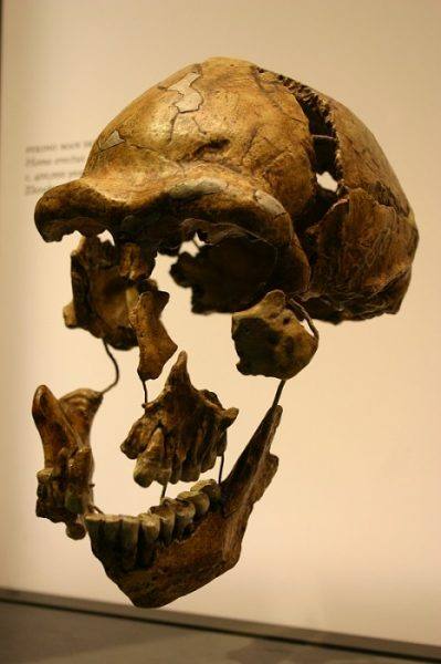 قدیمی‌ترین فسیل‌های انسانی جهان