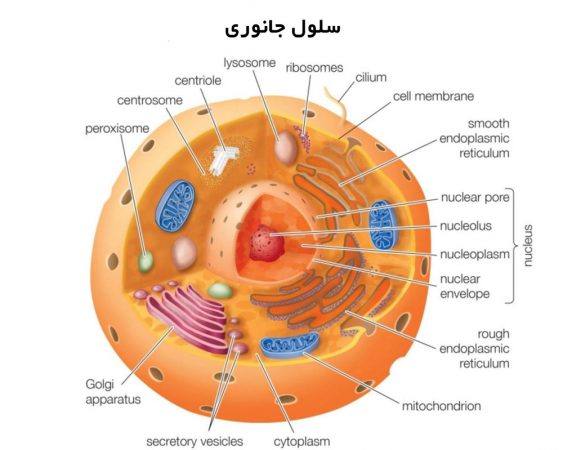 فرق سلول جانوری با سلول گیاهی