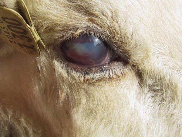 چشمان براق نشانه سلامت گوسفند.
