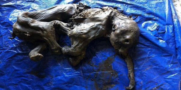 کشف جسد سالم یک بچه ماموت بعد از 30 هزار سال! +عکس