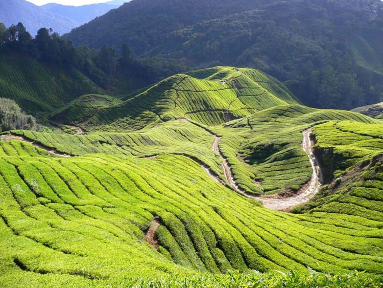 مزارع چای در ارتفاعات کامرون