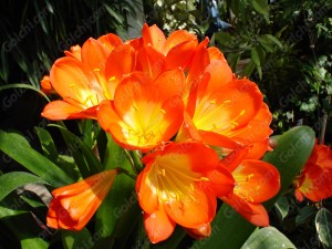 clivia-golchi2