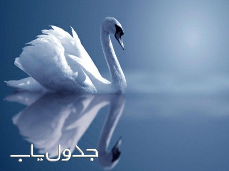قو پرنده ای زیبا و وفادار