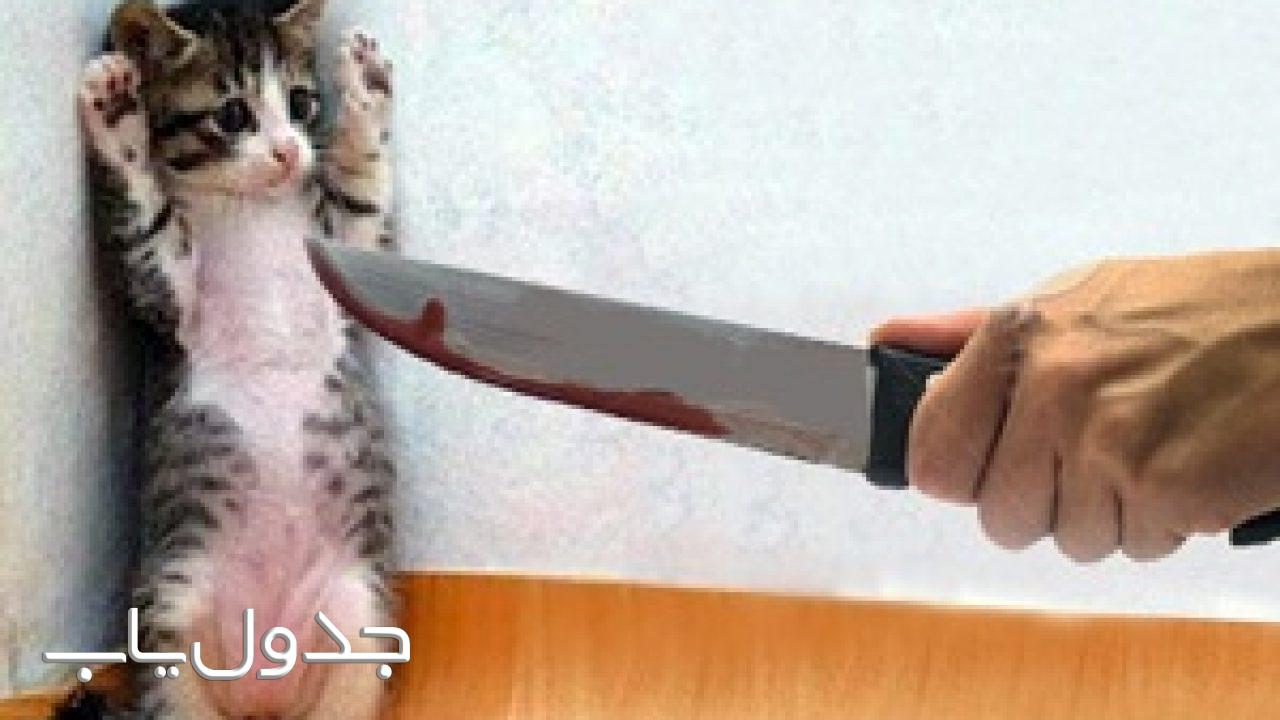گربه را دم حجله کشتن