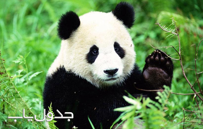 پاندا حیوان محجوب و گوشه گیر