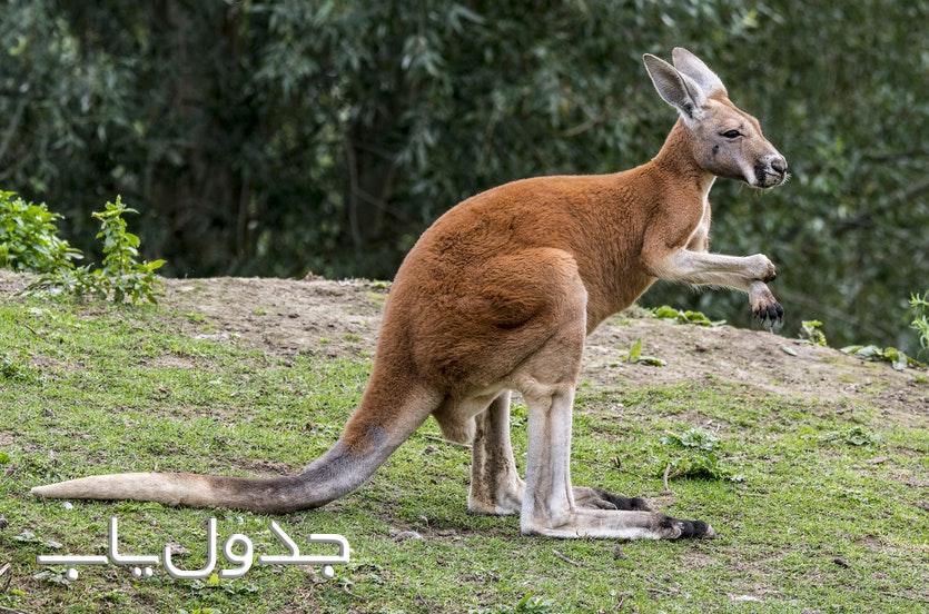کانگورو حیوان دوپای چرنده