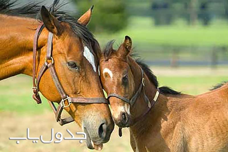 اسب ها موجوداتی که قدر مهربانی را می دانند