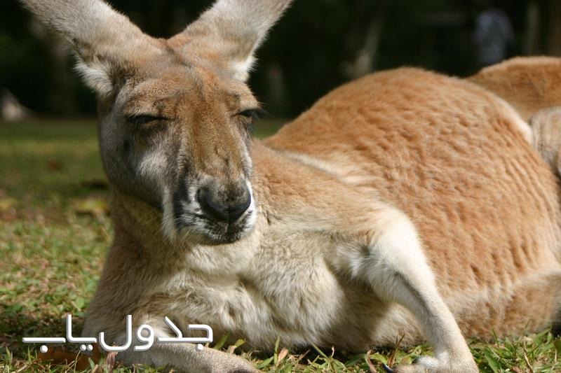 کانگورو حیوان دوپای چرنده