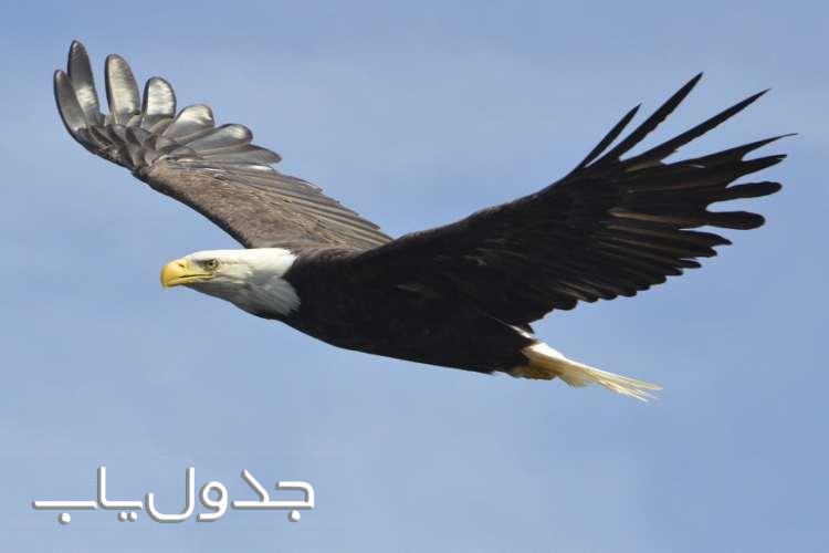 عقاب ها پرندگانی خشن، تیز و البته وفادار