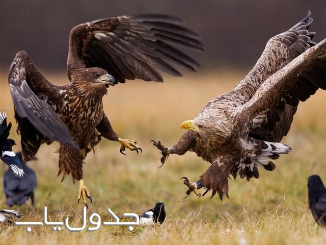 عقاب ها پرندگانی خشن، تیز و البته وفادار