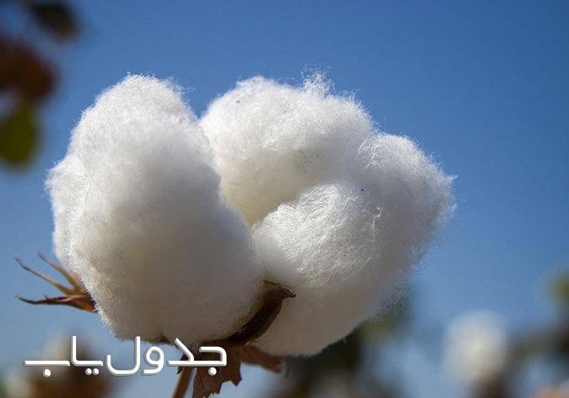 از پنبه چه استفاده هایی می توانید بکنید؟