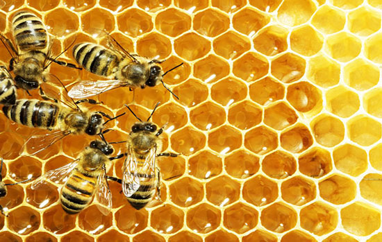 عجایب خلقت؛ دنیای ناشناخته زنبور‌ها (۶)