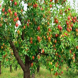 نحوه صحیح هرس درخت سیب چگونه است؟