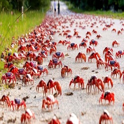 خرچنگ ها چند پا دارند ؟
