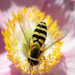حقایقی درباره زندگی حیرت‌انگیز زنبور عسل
