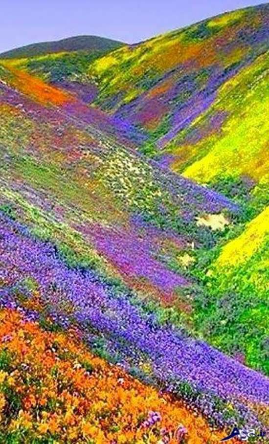  وقتشه بدی لبرو بیبی بدو بگیر کمرو هی قر بیا بیا قرش بده