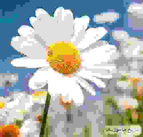 پیوند جاف روخساری سپی