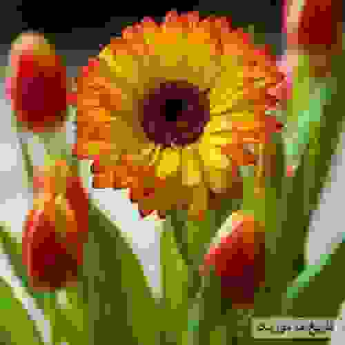 اسماعیل صابور نه وروز