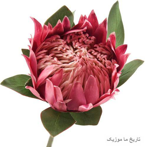 دیجی مریم میمونم صبور صبور میشکنم غرور غرور