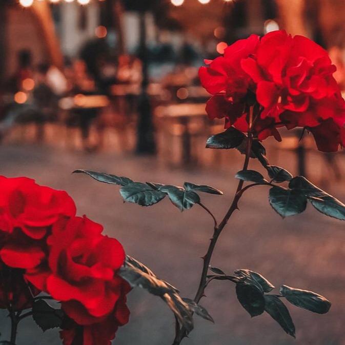 آپریسا خلاص