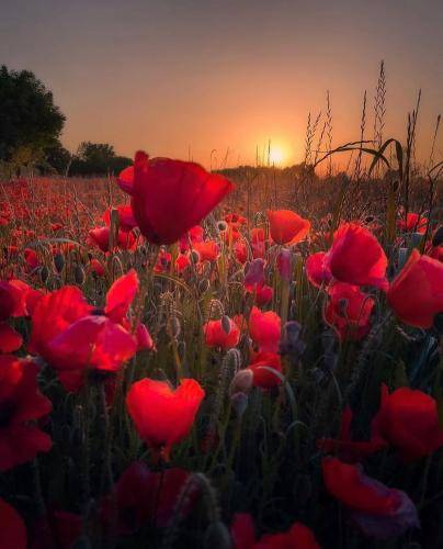 پوریا ادرویت حتی به غلط 