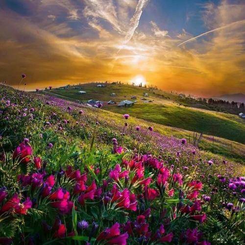 شهریار وقف رحمانی نه دل رسد به این دل نه دلبری به پایش