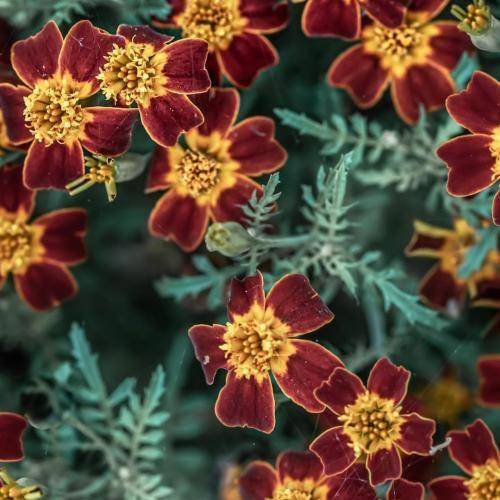 تاریخ ما شوق دلدار ندارم غزلم نیمه تمومه