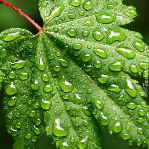 رضوان آشکاران دلبر ته نموئی