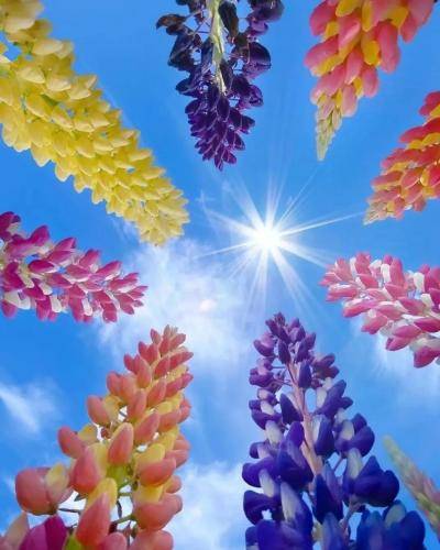 شاهو عندلیبی غریب 
